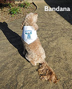 Bandana